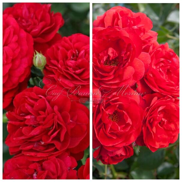 Роза штамбовая двухсортовая Bordo / Scarlet Meillandecor — фото 2