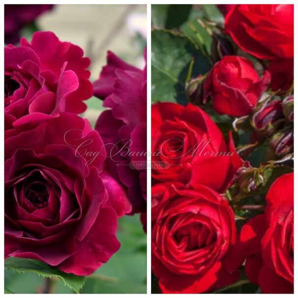 Роза штамбовая двухсортовая Mildred Shell / Bright Meilove — фото 2