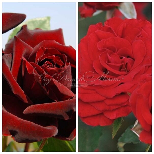 Роза штамбовая двухсортовая Perle Noire / Carmin Vaza — фото 2