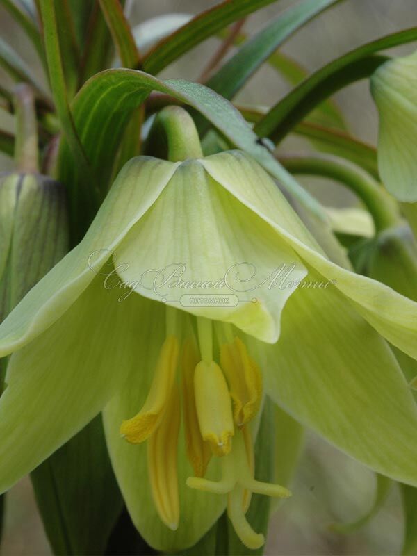 Фритиллярия (Рябчик) императорская Эрли Дрим / Fritillaria Early Dream — фото 2