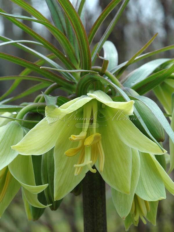 Фритиллярия (Рябчик) императорская Эрли Дрим / Fritillaria Early Dream — фото 3