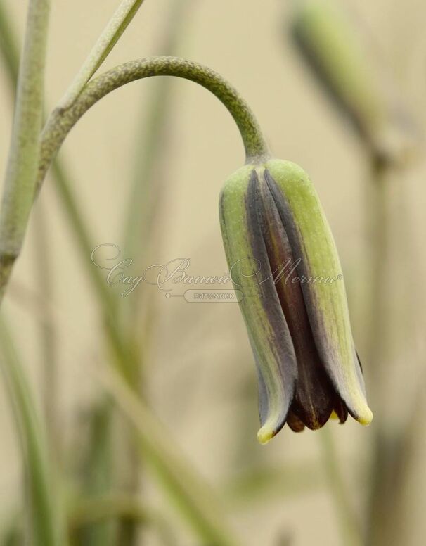 Фритиллярия (Рябчик) Элвиса / Fritillaria Elwesii — фото 2