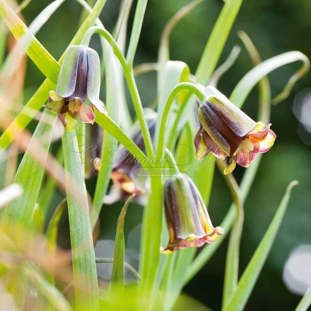 Фритиллярия (Рябчик) Элвиса / Fritillaria Elwesii — фото 3