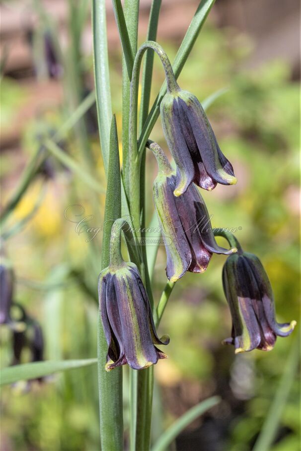 Фритиллярия (Рябчик) Элвиса / Fritillaria Elwesii — фото 4