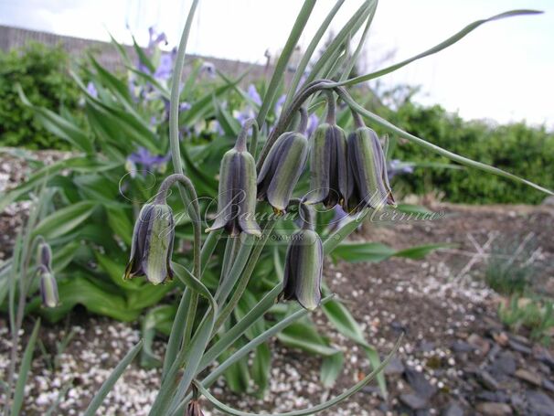 Фритиллярия (Рябчик) Элвиса / Fritillaria Elwesii — фото 5