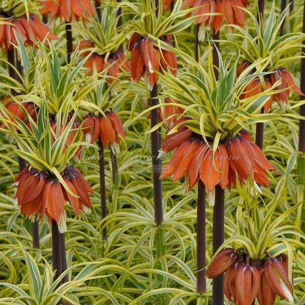 Фритиллярия (Рябчик) императорская Ауреомаргината / Fritillaria Aureomarginata — фото 2