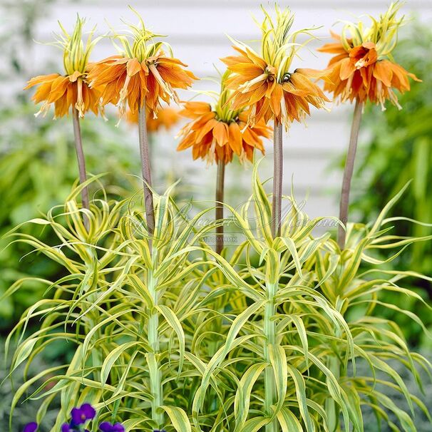 Фритиллярия (Рябчик) императорская Ауреомаргината / Fritillaria Aureomarginata — фото 4