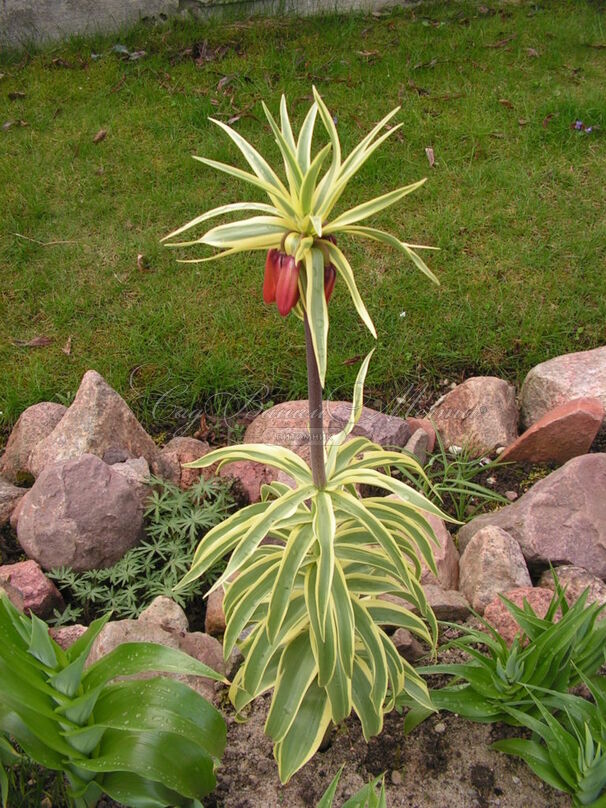 Фритиллярия (Рябчик) императорская Ауреомаргината / Fritillaria Aureomarginata — фото 5