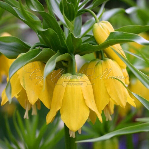 Фритиллярия (Рябчик) императорская Лутеа / Fritillaria Lutea — фото 2