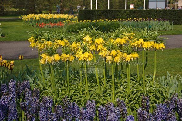 Фритиллярия (Рябчик) императорская Лутеа / Fritillaria Lutea — фото 3