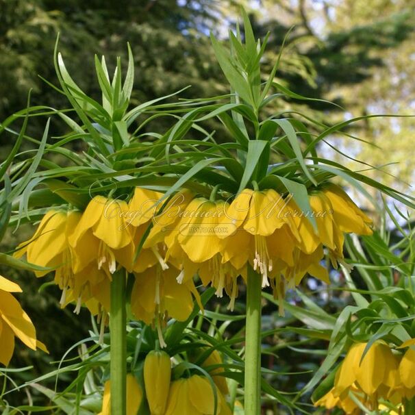 Фритиллярия (Рябчик) императорская Максима Лутеа / Fritillaria Maxima Lutea — фото 2