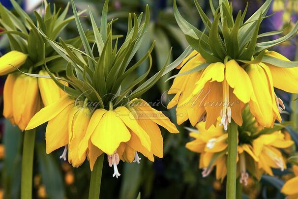 Фритиллярия (Рябчик) императорская Максима Лутеа / Fritillaria Maxima Lutea — фото 3