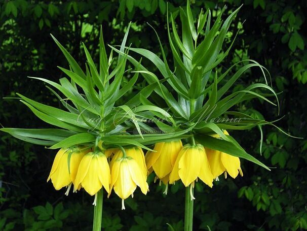 Фритиллярия (Рябчик) императорская Максима Лутеа / Fritillaria Maxima Lutea — фото 4