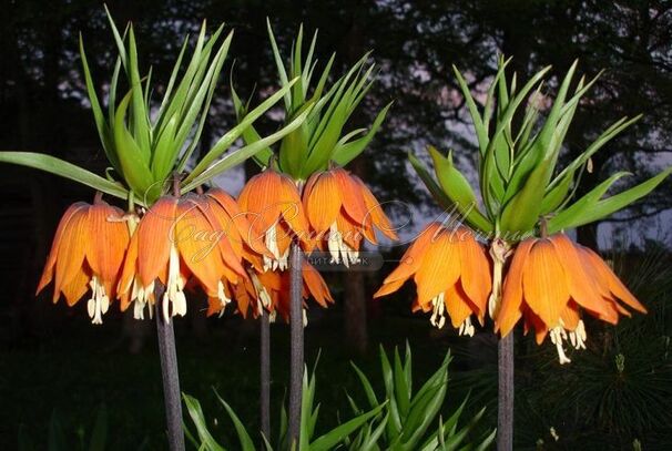 Фритиллярия (Рябчик) императорская Премьер / Fritillaria Premier — фото 3