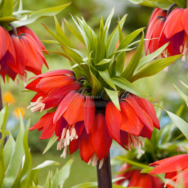 Фритиллярия (Рябчик) императорская Рубра / Fritillaria Rubra — фото 2