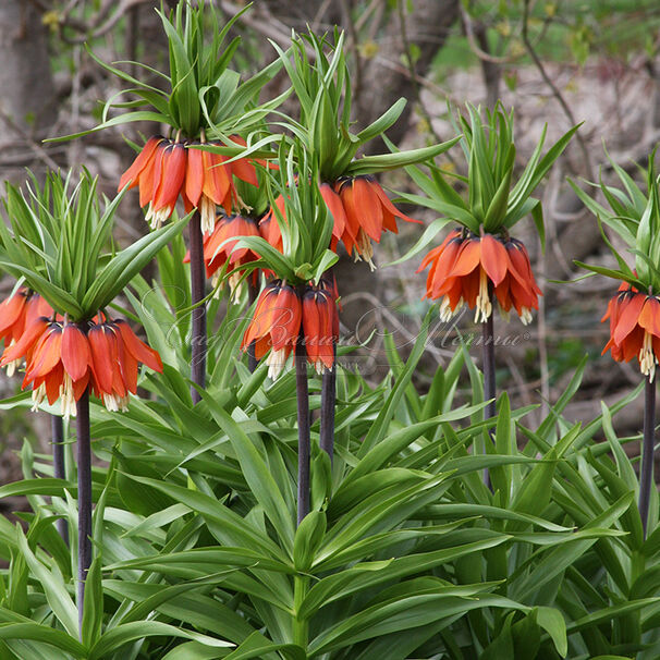 Фритиллярия (Рябчик) императорская Рубра Максима / Fritillaria Rubra Maxima — фото 2