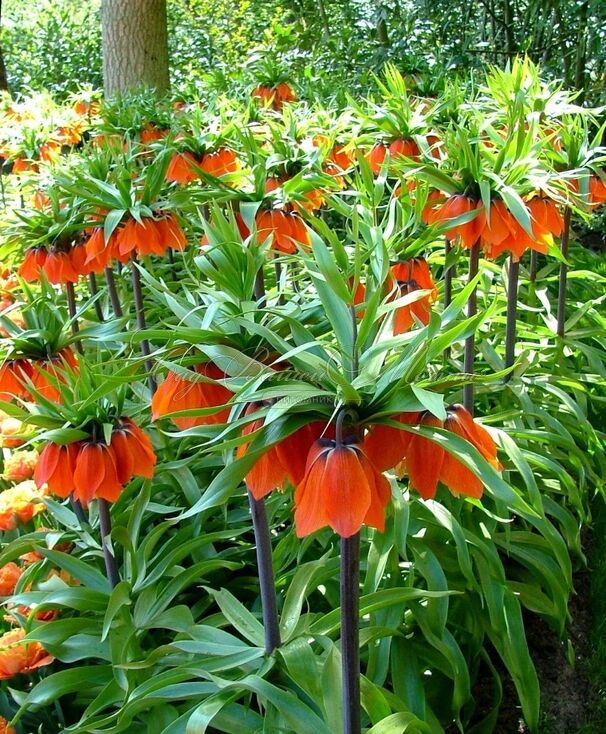Фритиллярия (Рябчик) императорская Рубра Максима / Fritillaria Rubra Maxima — фото 3