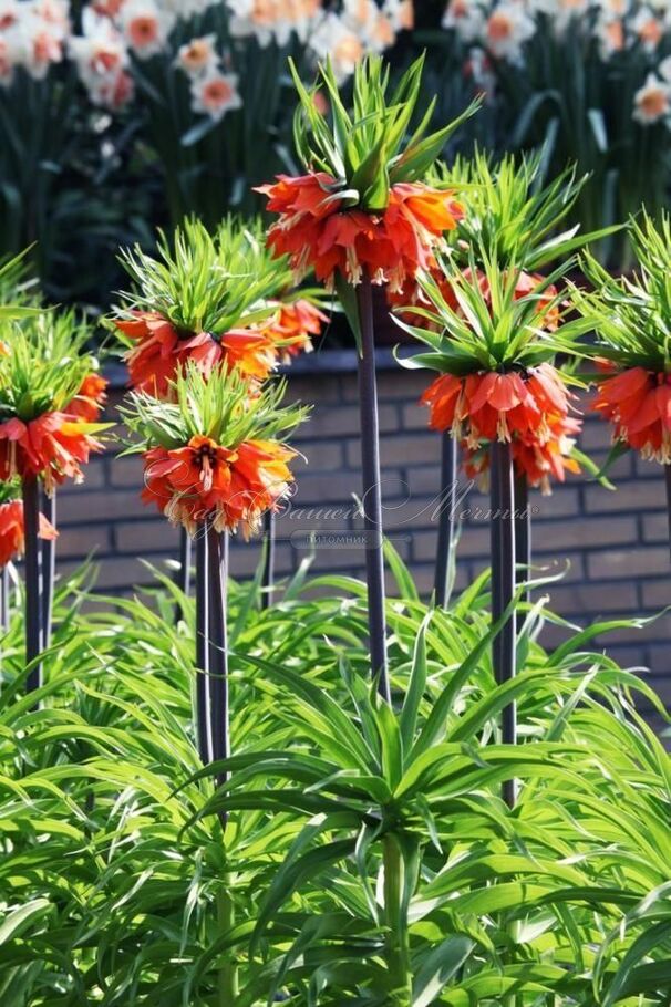 Фритиллярия (Рябчик) императорская Рубра Максима / Fritillaria Rubra Maxima — фото 4
