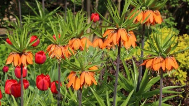 Фритиллярия (Рябчик) императорская Микс / Fritillaria Imperialis Mix — фото 2