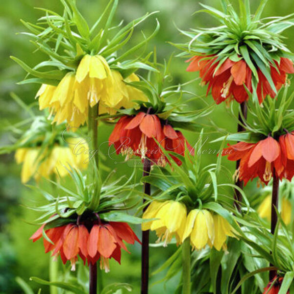 Фритиллярия (Рябчик) императорская Микс / Fritillaria Imperialis Mix — фото 3