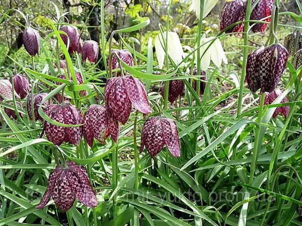 Фритиллярия (Рябчик) шахматная / Fritillaria meleagris — фото 3