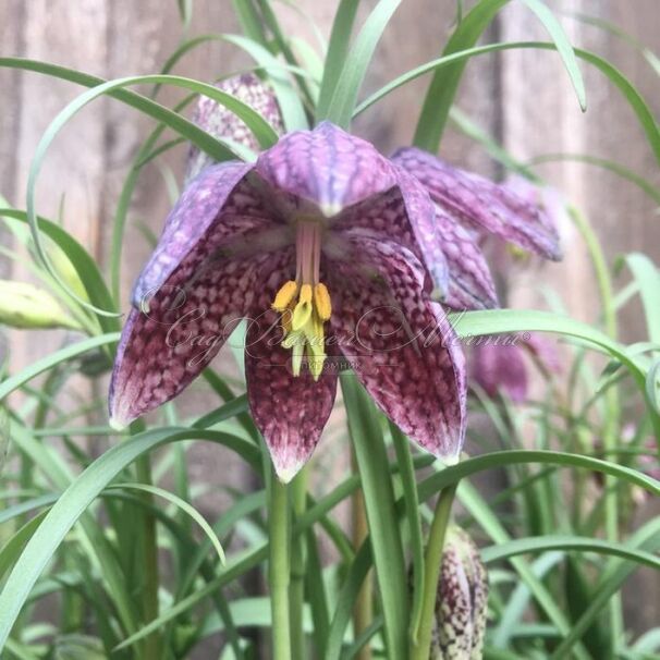 Фритиллярия (Рябчик) шахматная / Fritillaria meleagris — фото 5