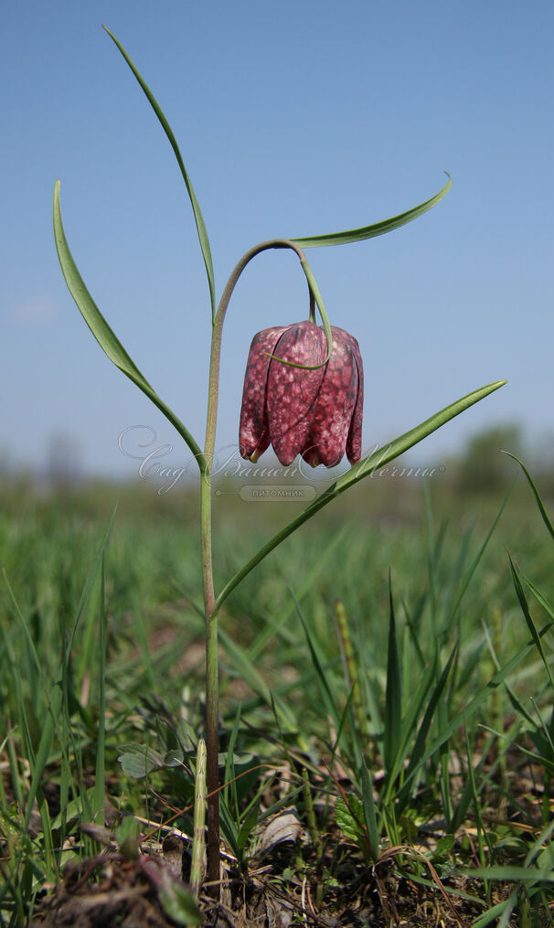 Фритиллярия (Рябчик) шахматная / Fritillaria meleagris — фото 6