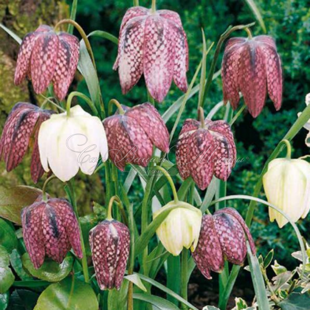 Фритиллярия (Рябчик) шахматная / Fritillaria meleagris — фото 7