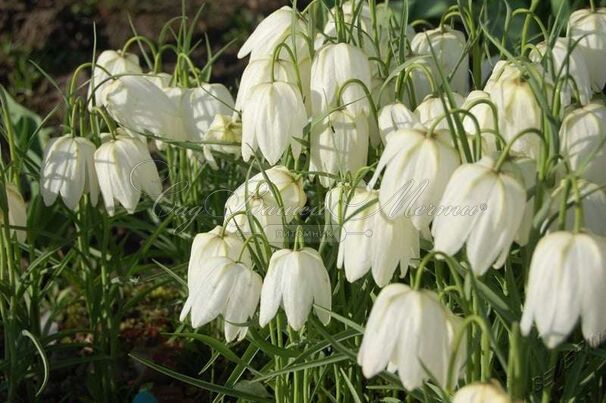 Фритиллярия (Рябчик) шахматная Альба / Fritillaria meleagris Alba — фото 2