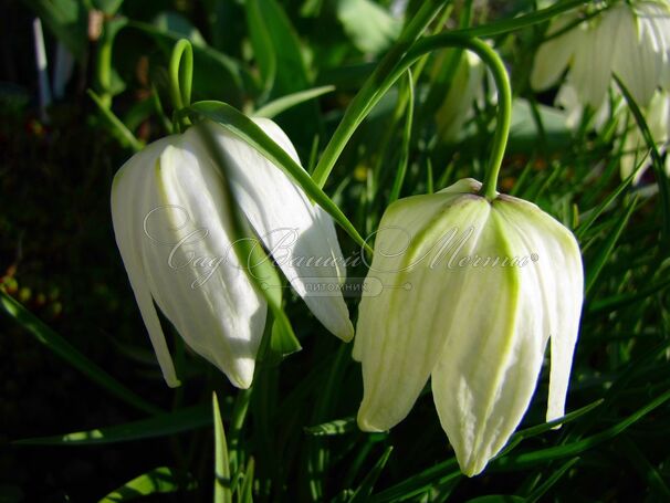 Фритиллярия (Рябчик) шахматная Альба / Fritillaria meleagris Alba — фото 3