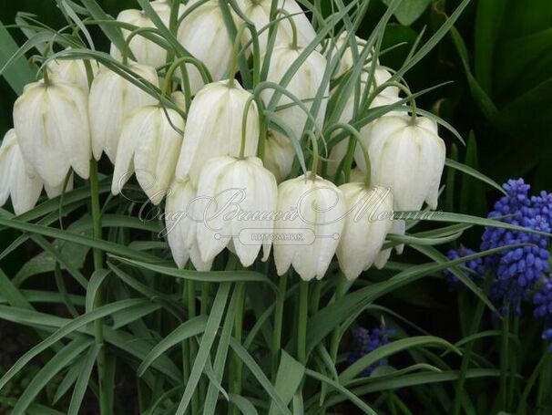 Фритиллярия (Рябчик) шахматная Альба / Fritillaria meleagris Alba — фото 4