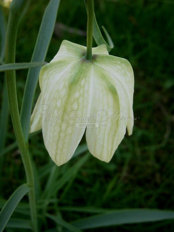 Фритиллярия (Рябчик) шахматная Альба / Fritillaria meleagris Alba — фото 5