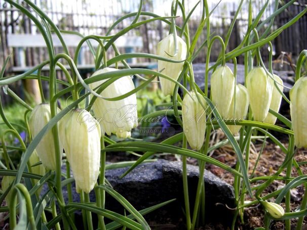 Фритиллярия (Рябчик) шахматная Альба / Fritillaria meleagris Alba — фото 6