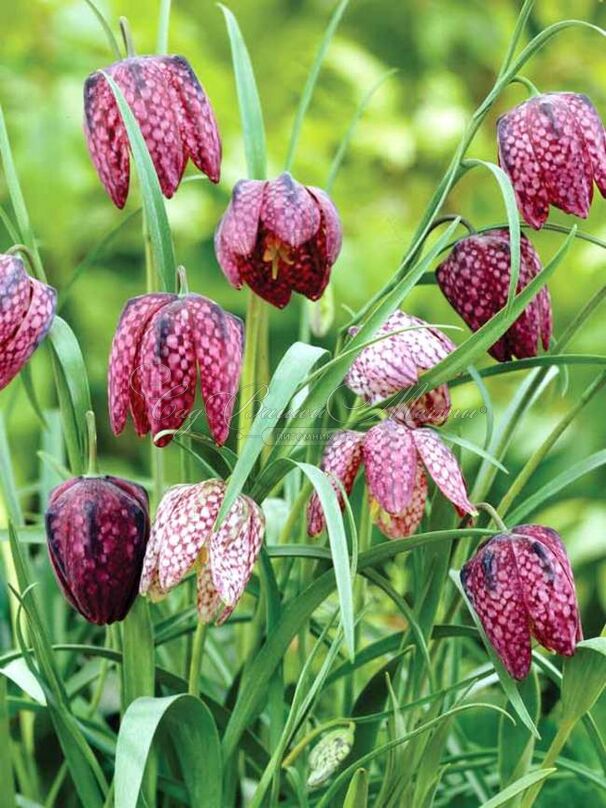 Фритиллярия (Рябчик) шахматная Микс / Fritillaria meleagris Mix — фото 4