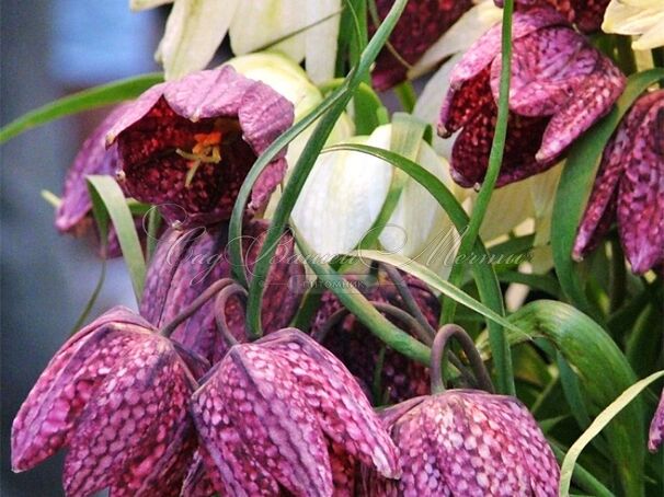 Фритиллярия (Рябчик) шахматная Микс / Fritillaria meleagris Mix — фото 5