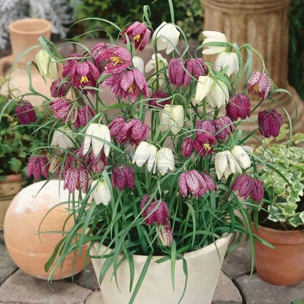 Фритиллярия (Рябчик) шахматная Микс / Fritillaria meleagris Mix — фото 6