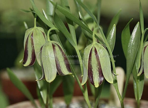 Фритиллярия (Рябчик) Михайловского / Fritillaria michailovsky — фото 2