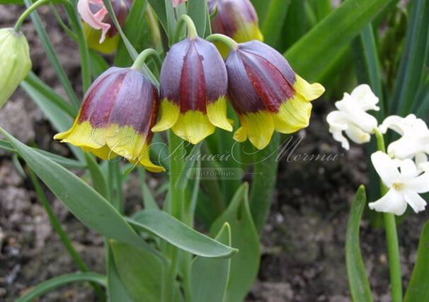 Фритиллярия (Рябчик) Михайловского / Fritillaria michailovsky — фото 3