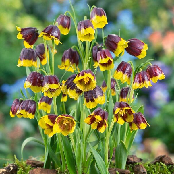 Фритиллярия (Рябчик) Михайловского / Fritillaria michailovsky — фото 4