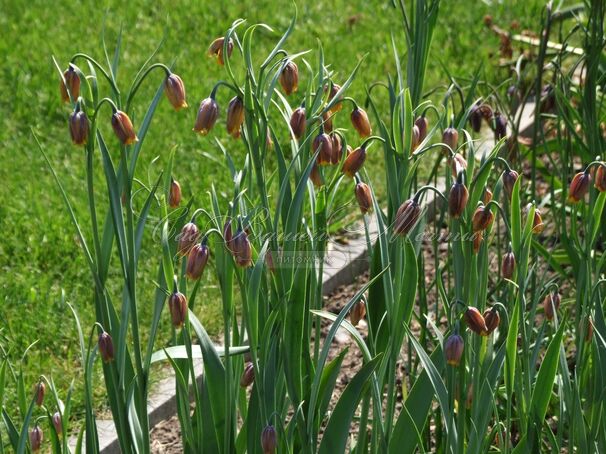 Фритиллярия (Рябчик) Михайловского / Fritillaria michailovsky — фото 5