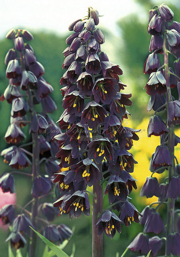 Фритиллярия (Рябчик) персидская / Fritillaria persica — фото 4