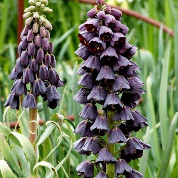 Фритиллярия (Рябчик) персидская / Fritillaria persica — фото 5