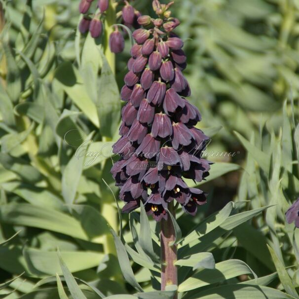 Фритиллярия (Рябчик) персидская / Fritillaria persica — фото 6