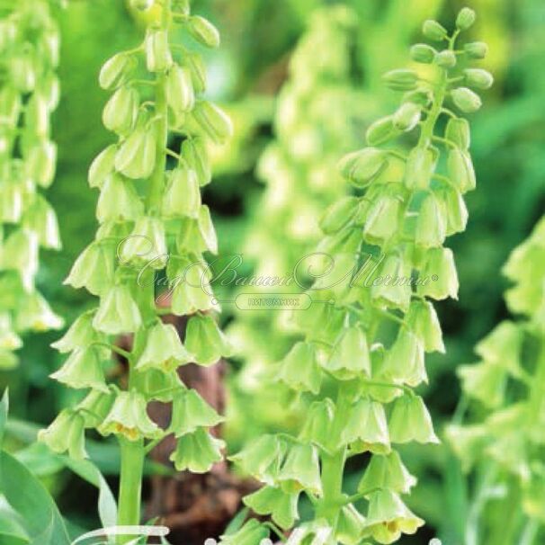 Фритиллярия (Рябчик) персидская Айвори Беллз / Fritillaria persica Ivory Bells — фото 2