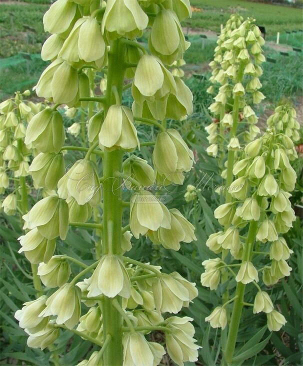 Фритиллярия (Рябчик) персидская Айвори Беллз / Fritillaria persica Ivory Bells — фото 4