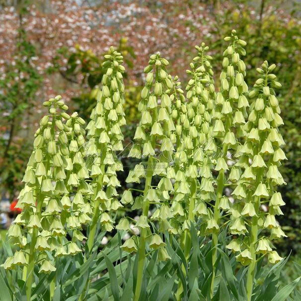 Фритиллярия (Рябчик) персидская Айвори Беллз / Fritillaria persica Ivory Bells — фото 5