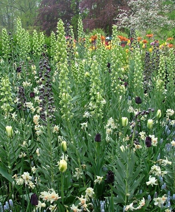 Фритиллярия (Рябчик) персидская Айвори Беллз / Fritillaria persica Ivory Bells — фото 6