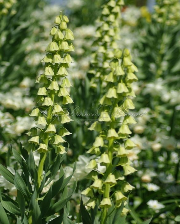 Фритиллярия (Рябчик) персидская Айвори Беллз / Fritillaria persica Ivory Bells — фото 7