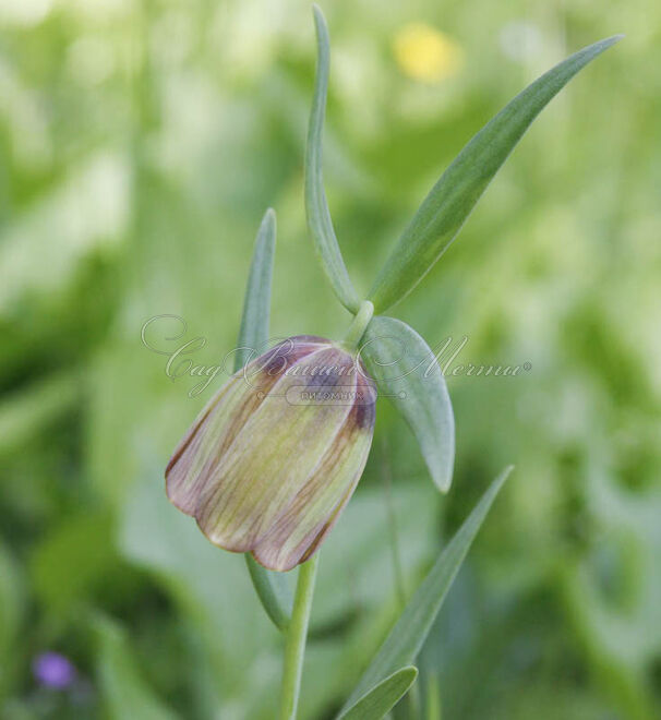 Фритиллярия (Рябчик) понтийская / Fritillaria pontica — фото 2