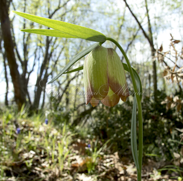 Фритиллярия (Рябчик) понтийская / Fritillaria pontica — фото 3